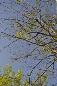 Green ecology twigs