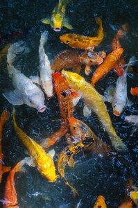 Fish hangzhou qu yuan feng