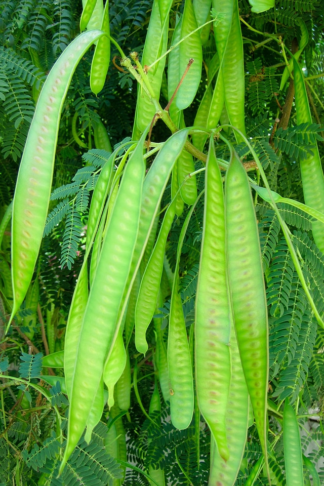Green greenery leaves