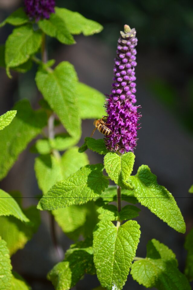 Blue medicinal herbs wild herb