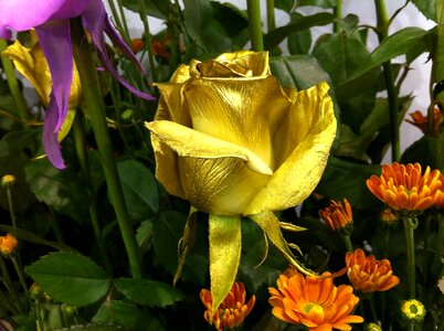 Rose gold gold rose