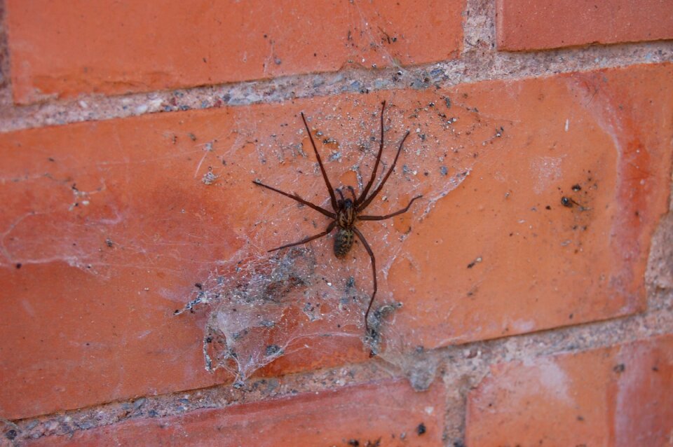 Spiderweb halloween creepy