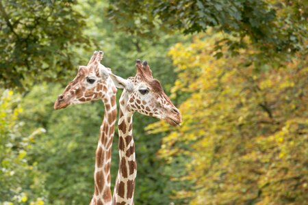 Zoo animal nature photo