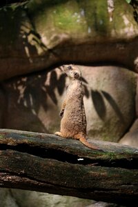 Wildlife cute wild