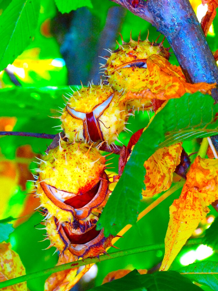 Autumn fall color foliage