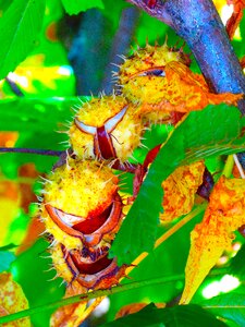 Autumn fall color foliage