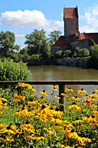 Yellow coneflower bloom shining coneflower photo