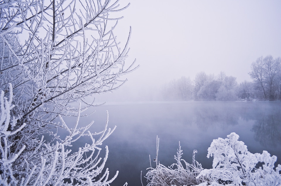 Snow vegetation frost