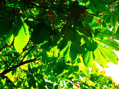 Leaf green chestnut tree foliage