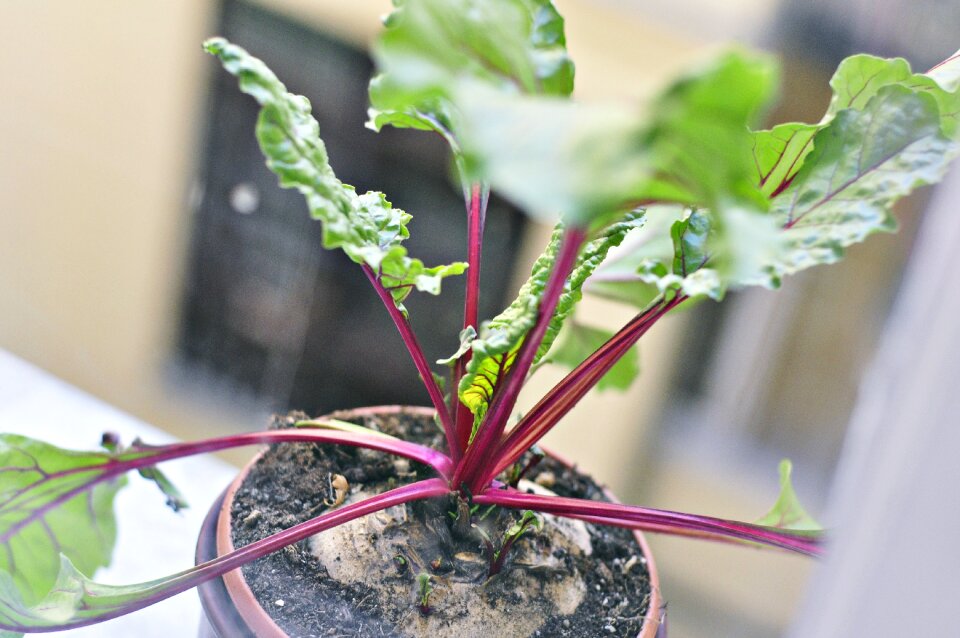 Gardening vegetables nature