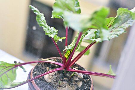 Gardening vegetables nature