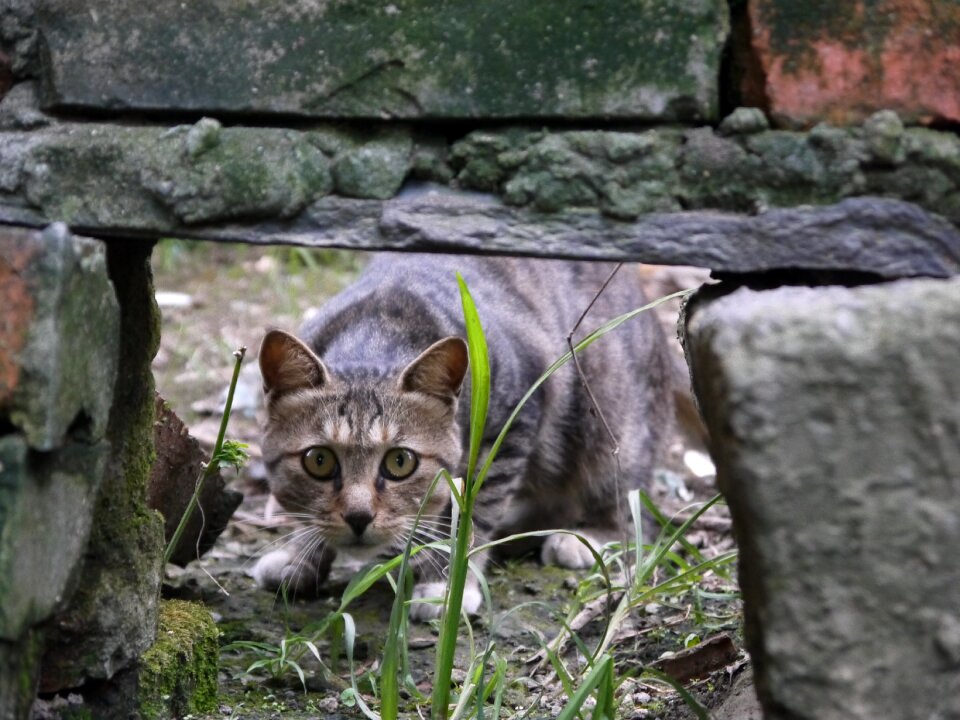 Cat wall home