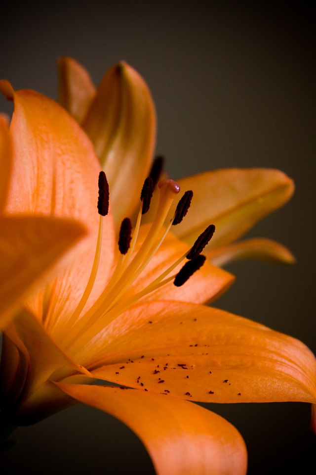 Greeting white orange