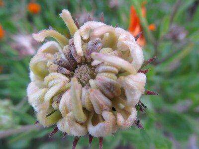 Seed plant flower