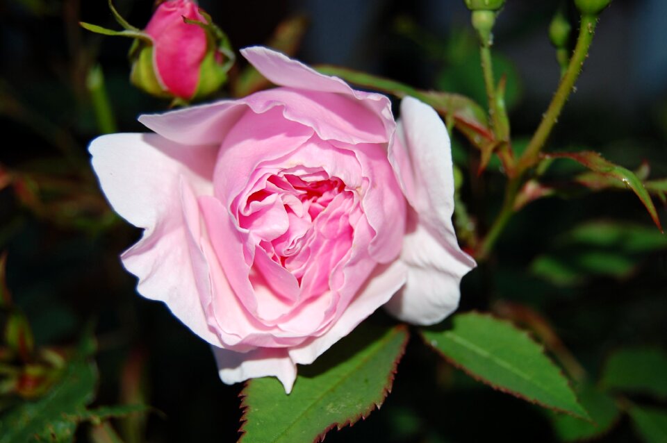 Blossom bloom petals