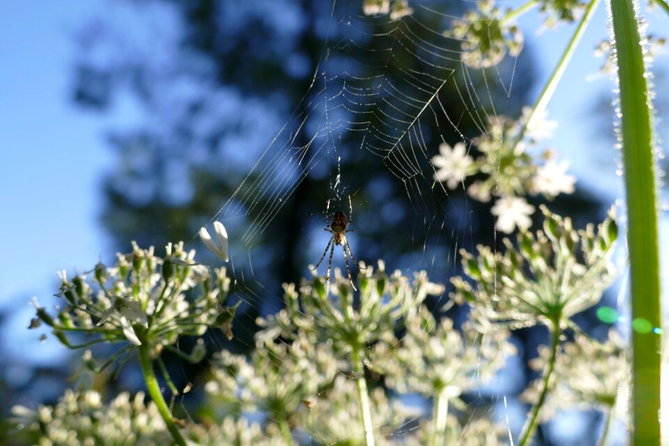 Insect animals cobweb