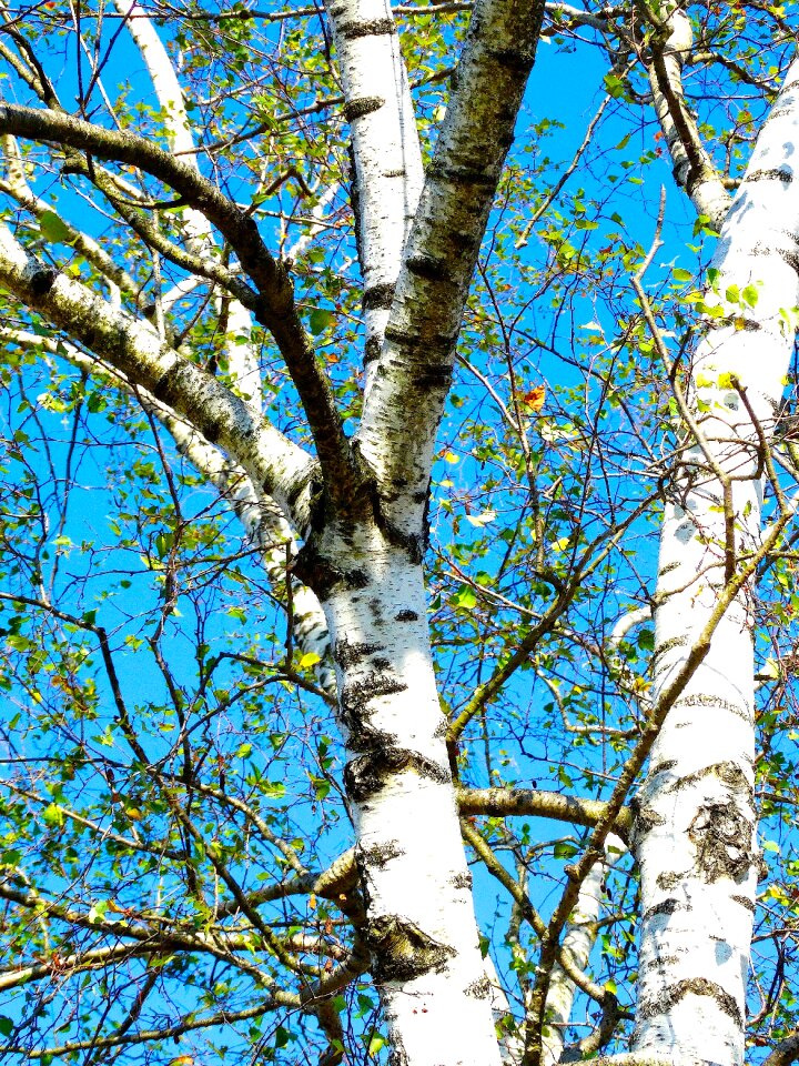 White bark sky blue nature