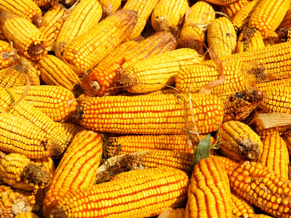 Yellow agriculture autumn