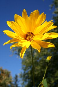 Wildflower yellow helianthus divaricatus