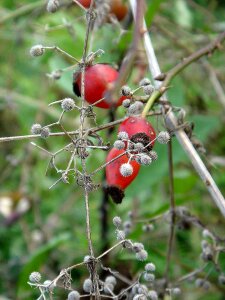 Red vitamin health
