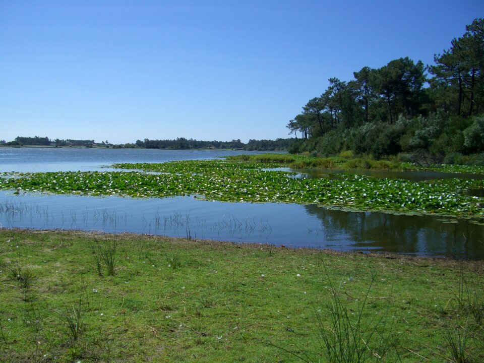 Laguna nature lake