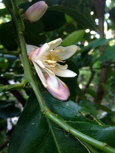 Lemon blossom orange blossom fruit tree