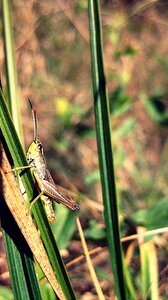 Green animal small