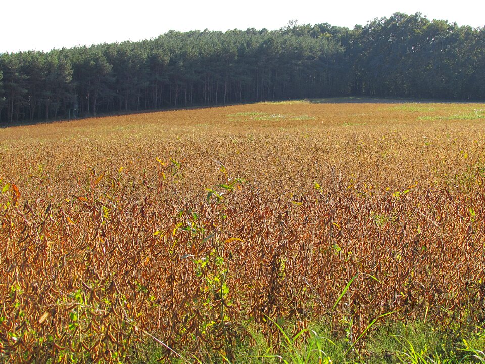 Arable agriculture plant