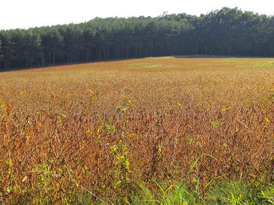 Arable agriculture plant