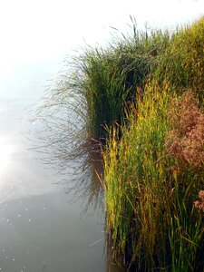 Lake reed waters photo