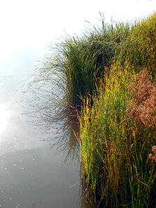 Lake reed waters