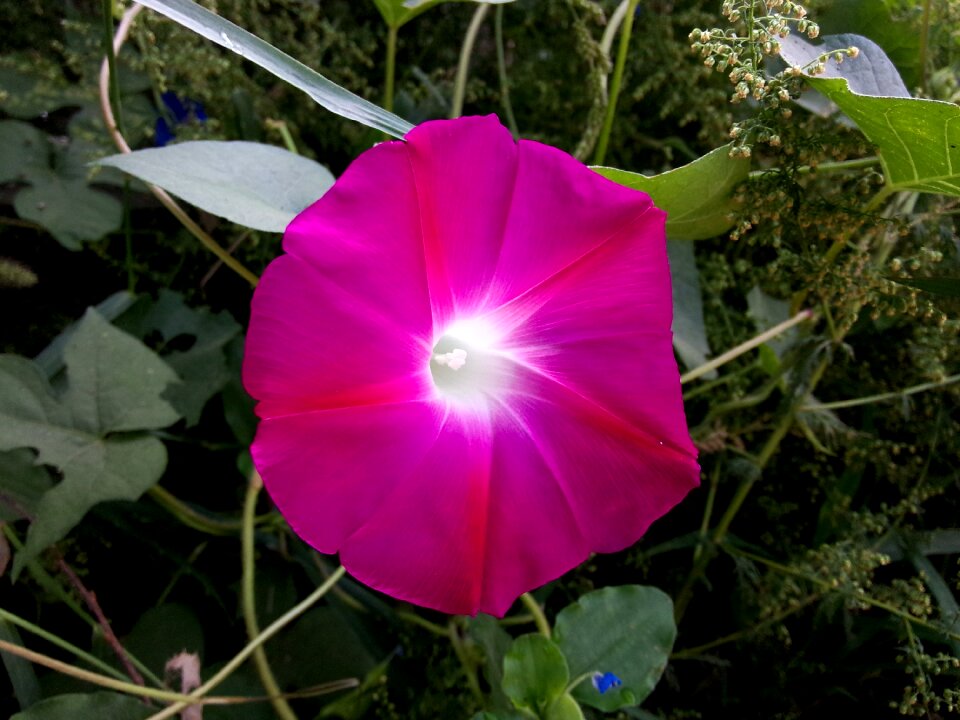 Morning glory sea of flowers plant