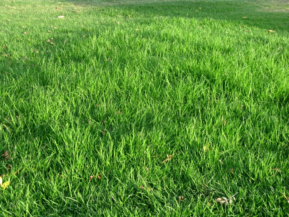 Meadow nature plant