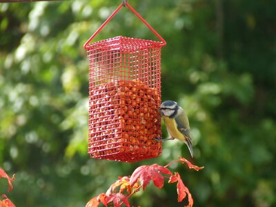 Bird claws out bird seed