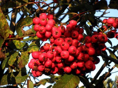 Ripe red tree photo