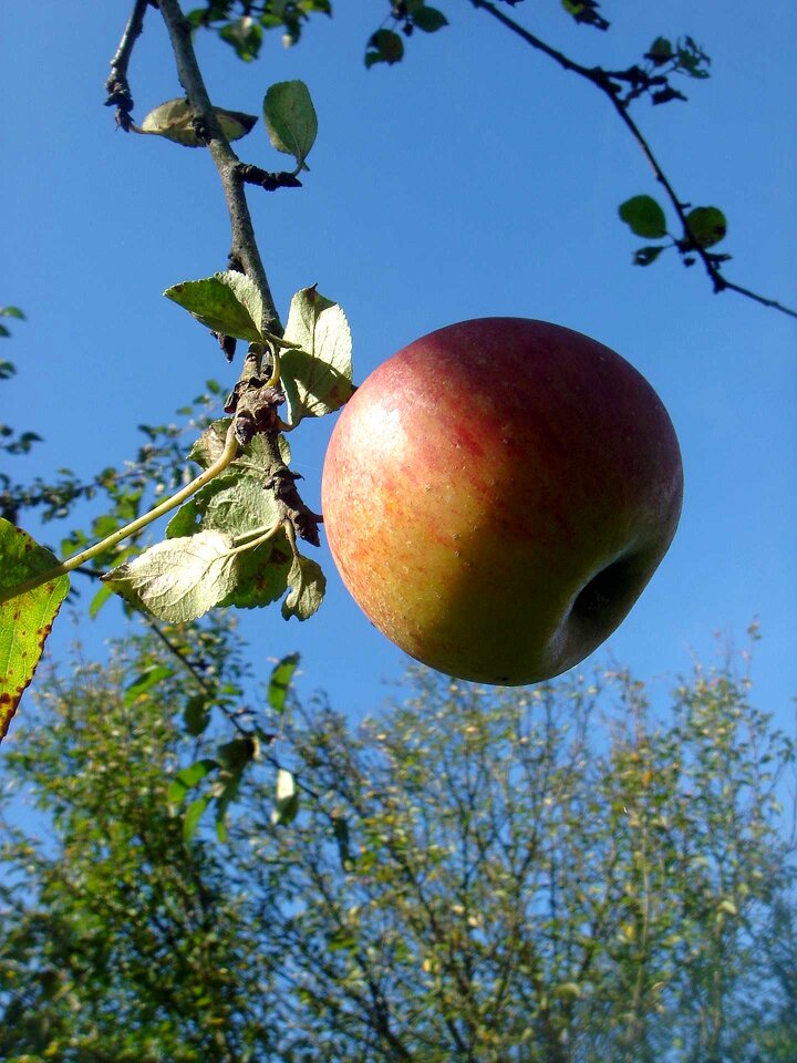 Autumn tree fruits