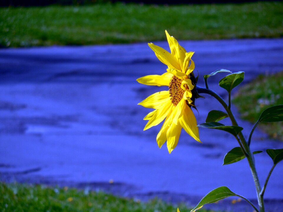 Yellow flower petals