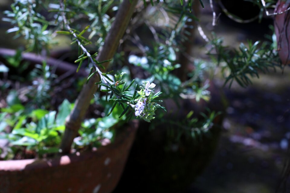 Purple lilas garden photo