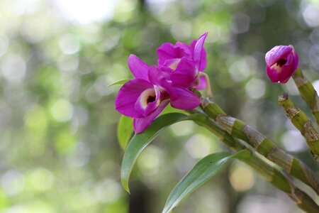 Garden nature plants