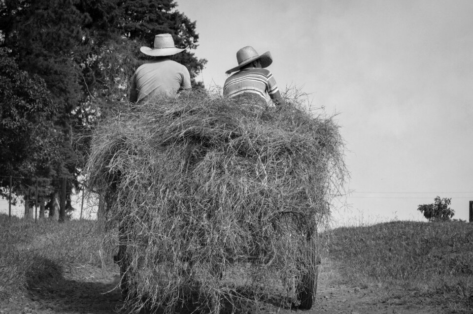 Farmer cattle horse