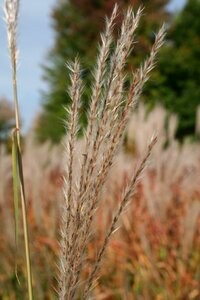 Plume erianthus wild
