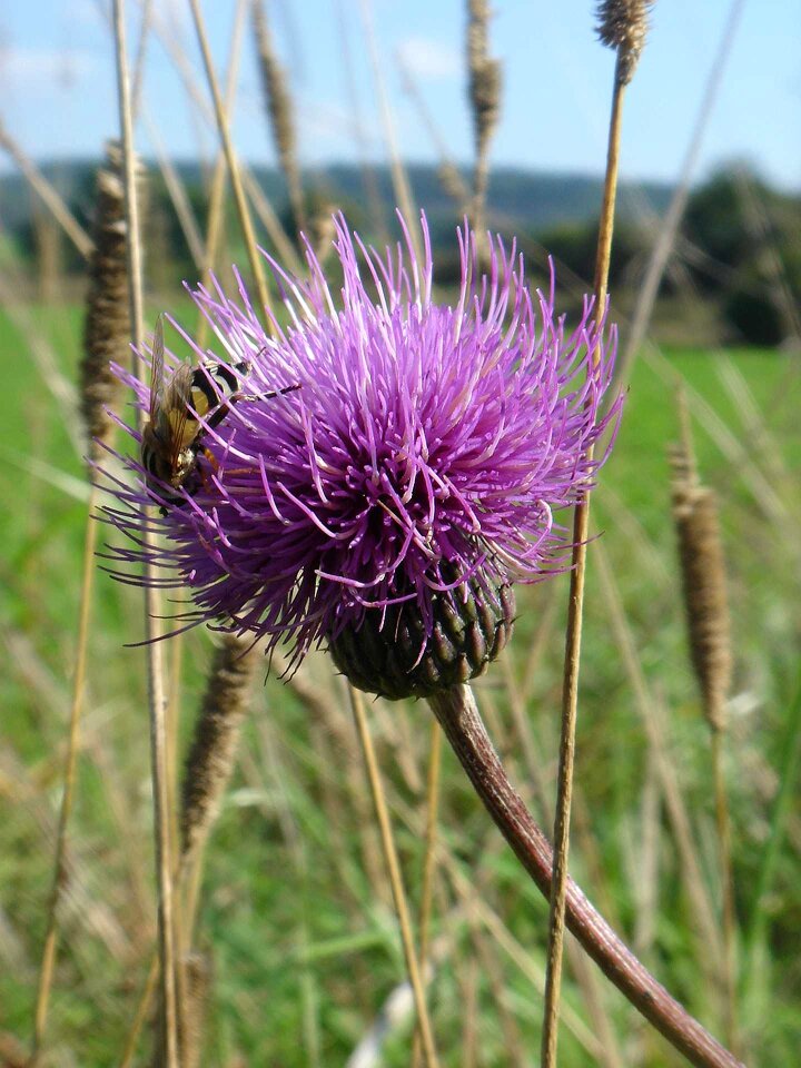Violet wild plant bee