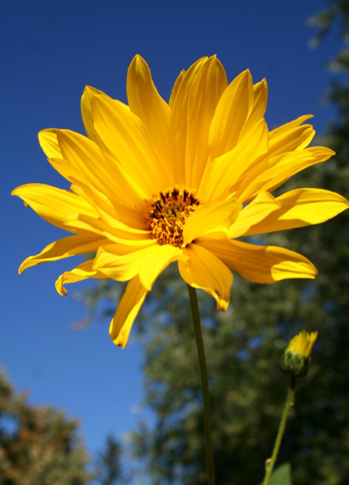 Wildflower yellow helianthus divaricatus