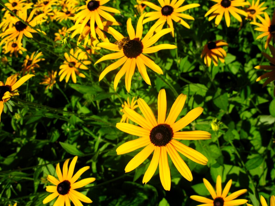 Daisy summer garden