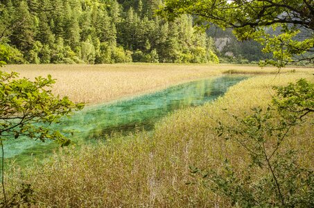 Jiuzhaigou reed sea the scenery