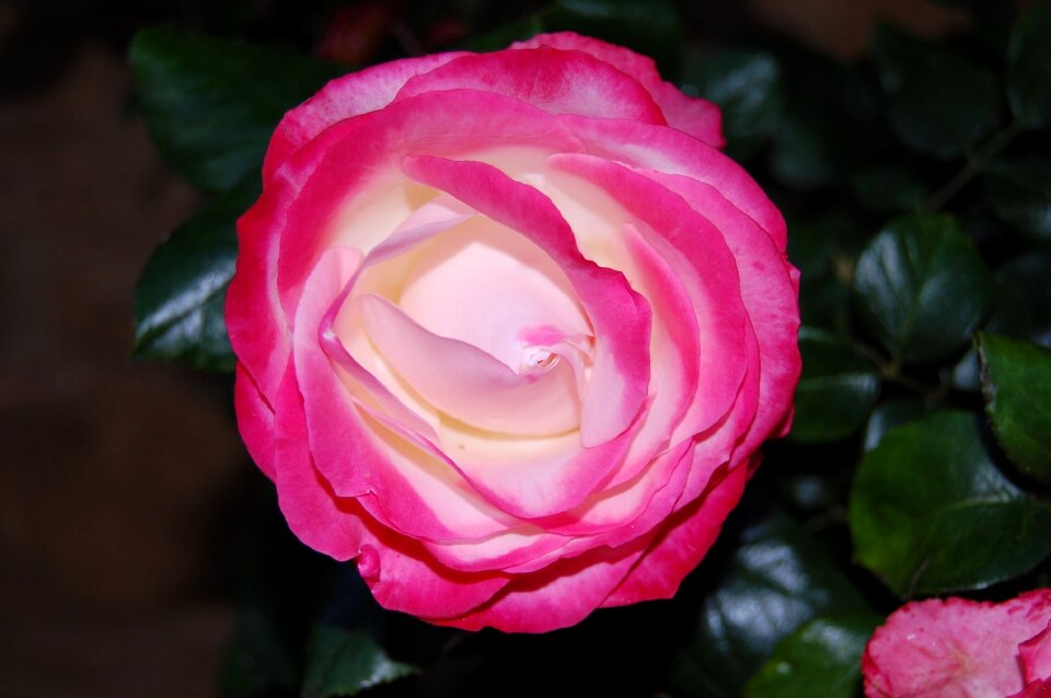 Cream flower bloom