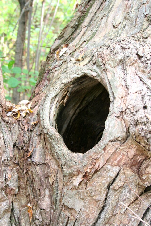 Nest old wood