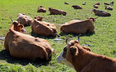 Lying pasture meadow photo