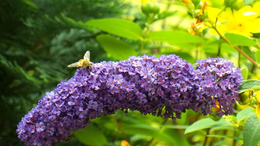 Pollen close up purple photo