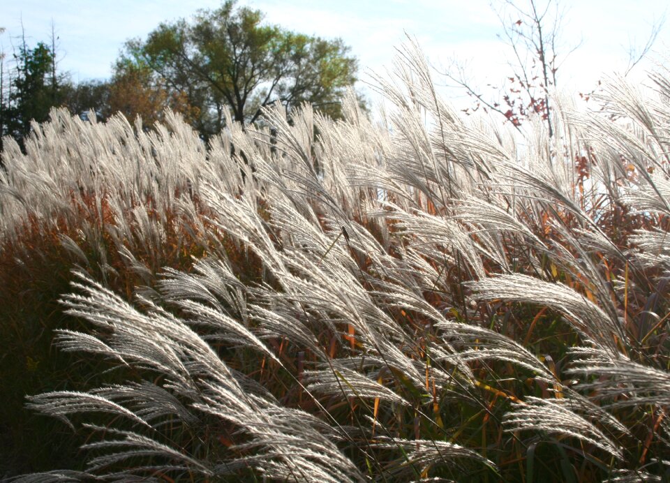 Ornamental grass plume wild